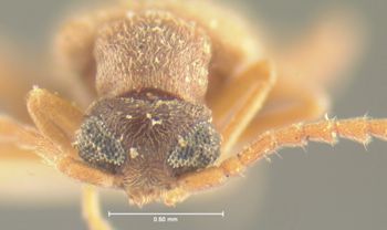 Media type: image;   Entomology 24335 Aspect: head frontal view